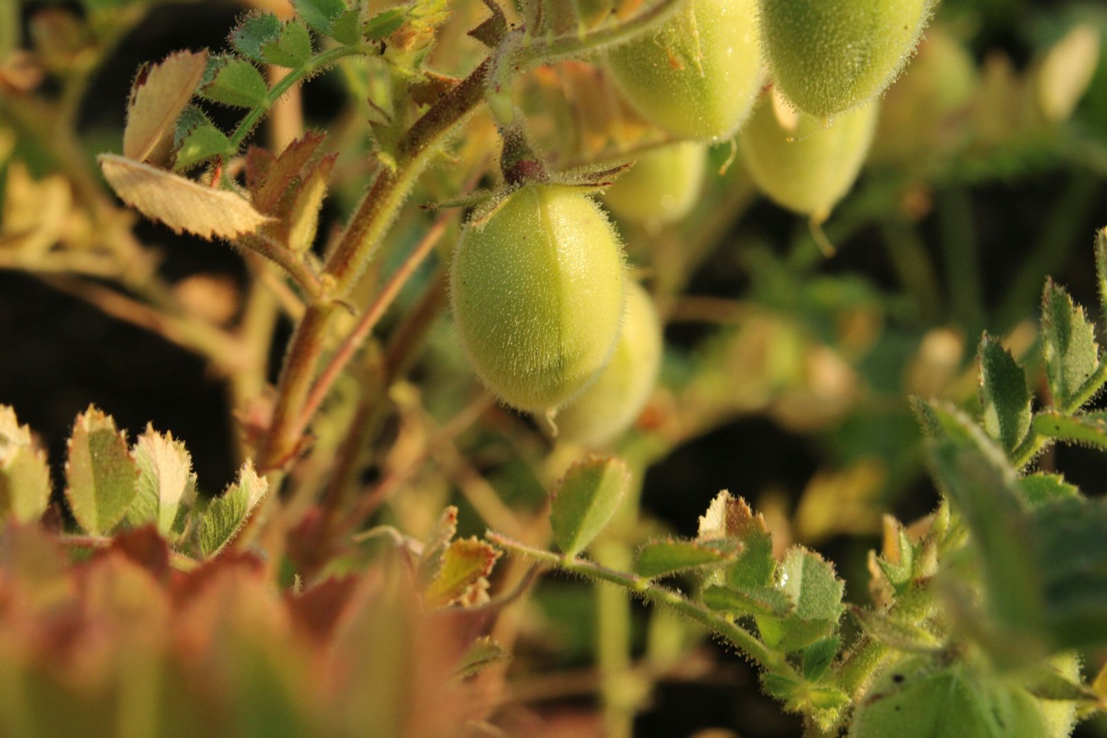 chickpea chickpea